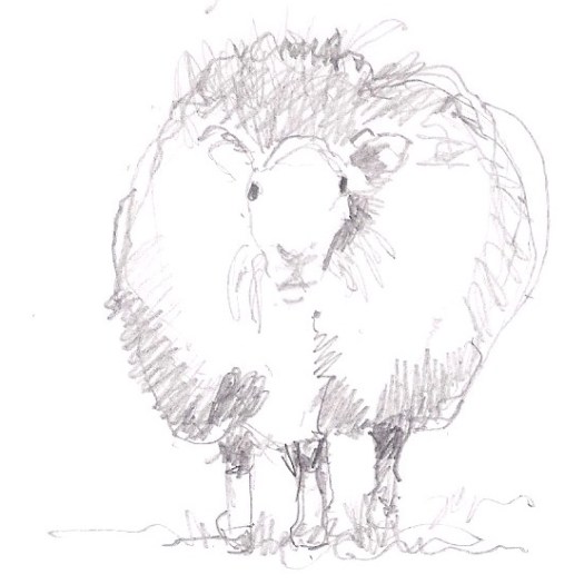 a sheep 02